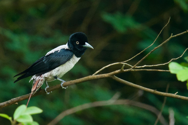 Silver Oriole