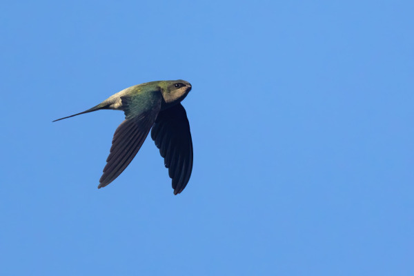 Silver-rumped Spinetail