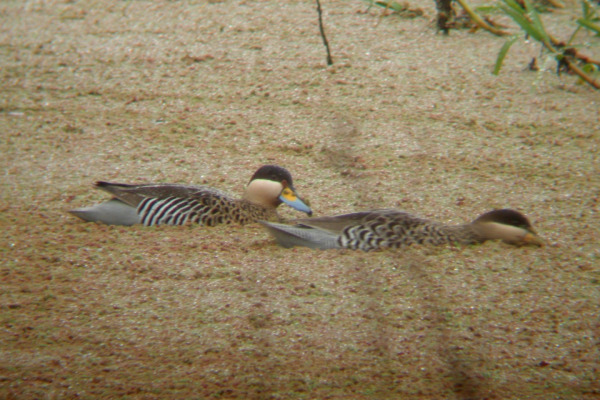 Silver Teal
