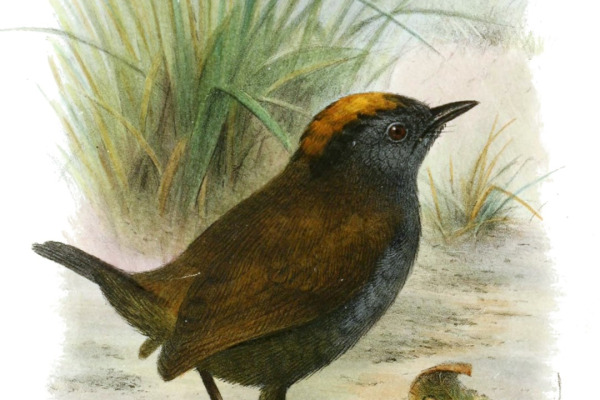 Silver-throated Jay