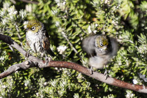 Silvereye