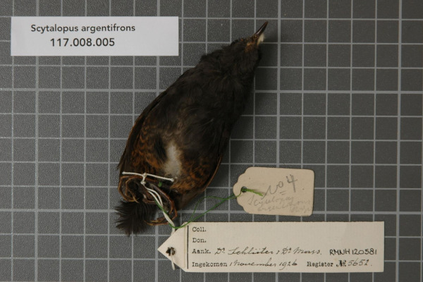 Silvery-fronted Tapaculo