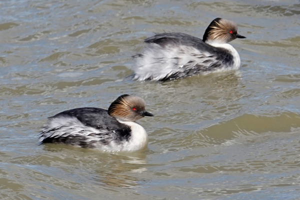 Silvery Grebe