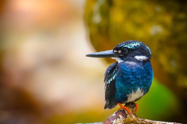 Silvery Kingfisher