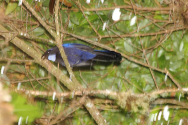 Silvery-throated Jay