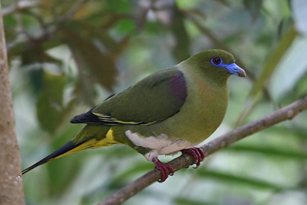 Simeulue green pigeon
