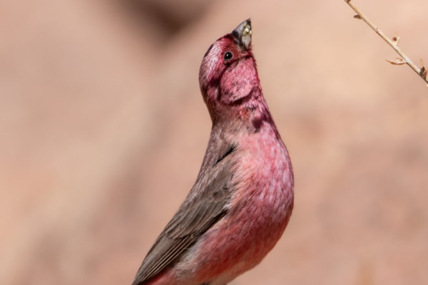 Sinai Rosefinch