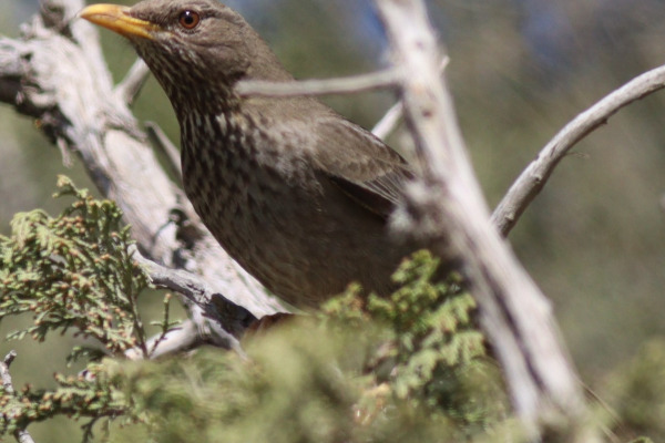 Sinai Thrush