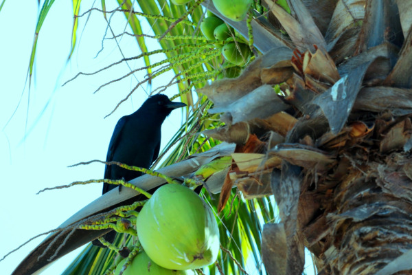 Sinaloa crow