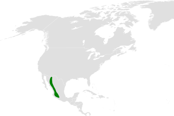 Sinaloa Martin