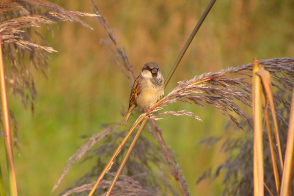 Sind sparrow