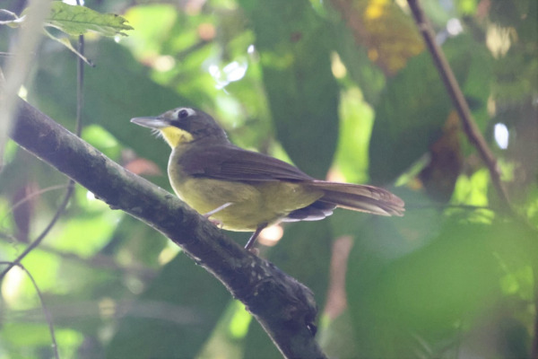 Sindbad Babbler
