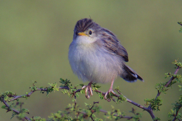 Singing Cisticola
