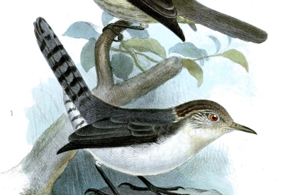 Singular Xenops