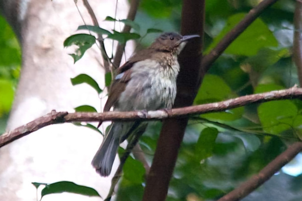 Siquijor Bulbul