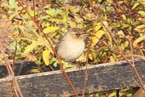 Sisson's Wren