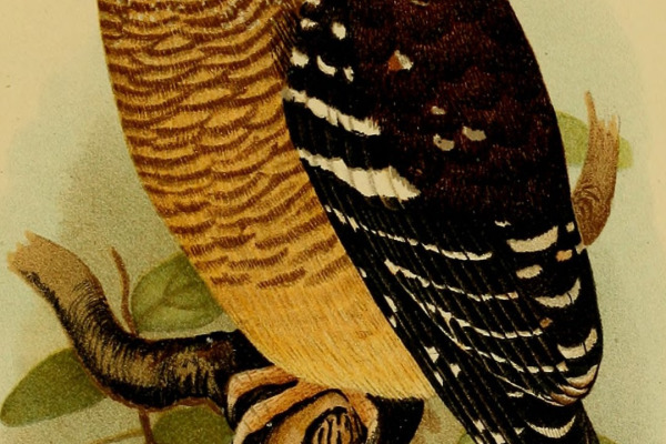 Sjostedt's Owlet