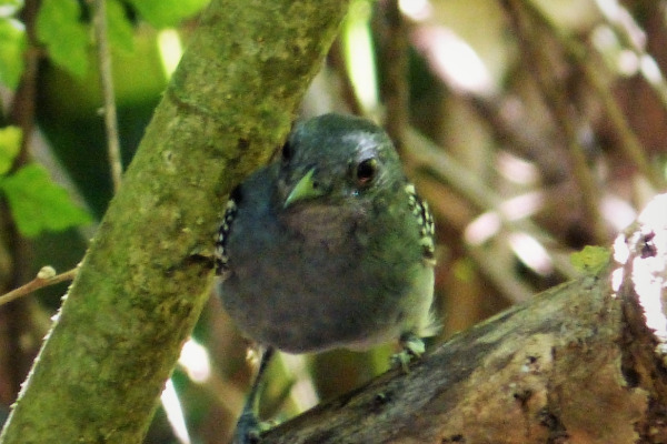 Slate-colored antbird
