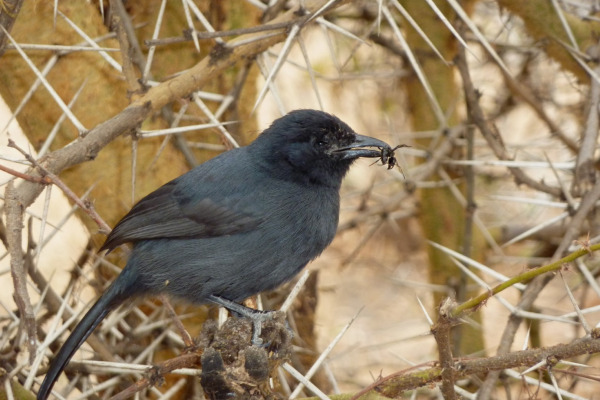 Slate-colored Boubou