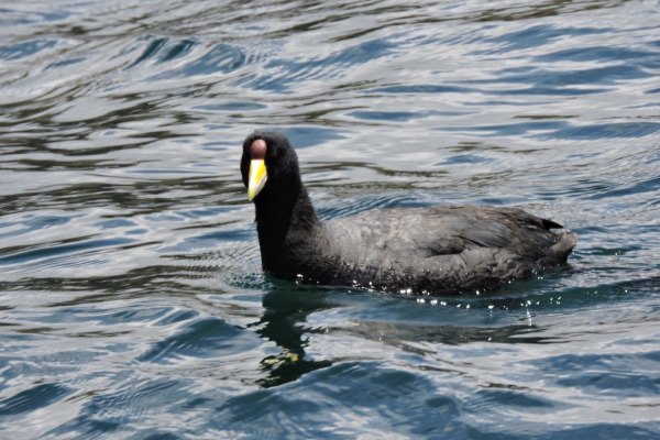 Slate-colored Coot