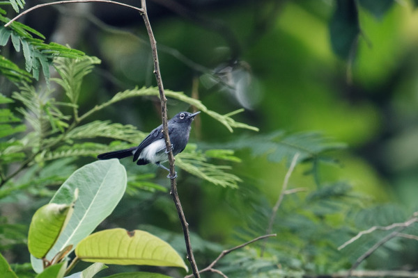 Slate-throated Gnatcatcher