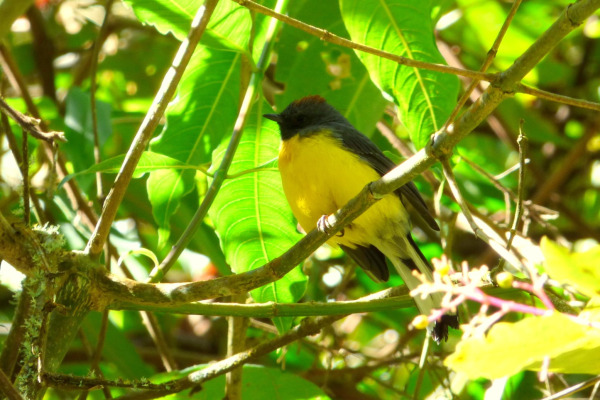 Slate-throated Redstart