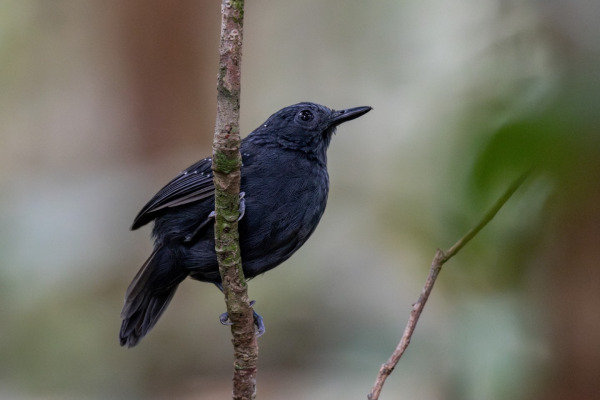 Slaty Antwren