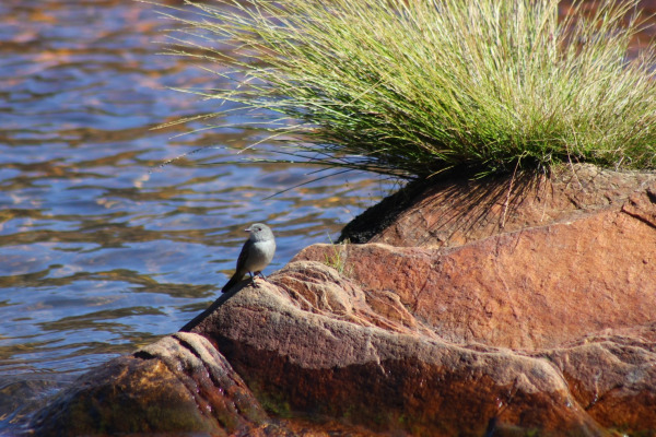 Slaty-backed Flycatcher