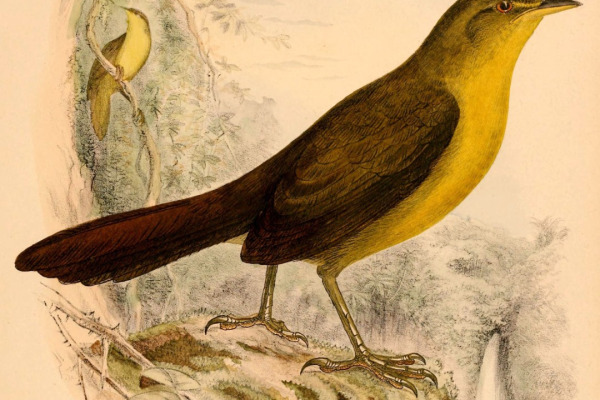 Slaty-backed Forest Falcon