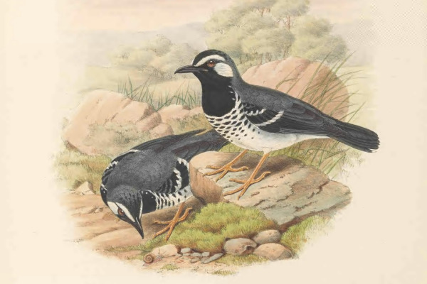 Slaty-backed Thrush