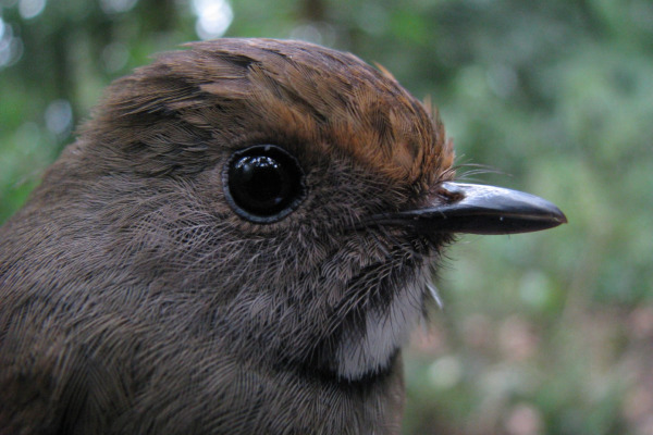Slaty-bellied Tesia