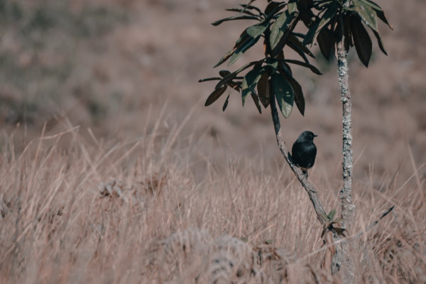 Slaty-blue Flycatcher
