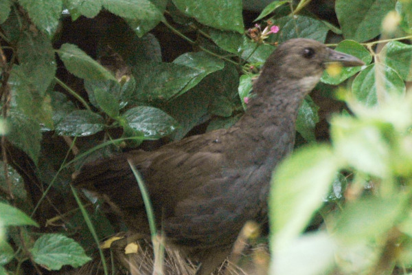 Slaty-breasted Rail