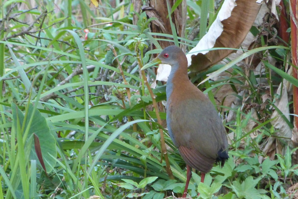 Slaty-breasted Wood Rail