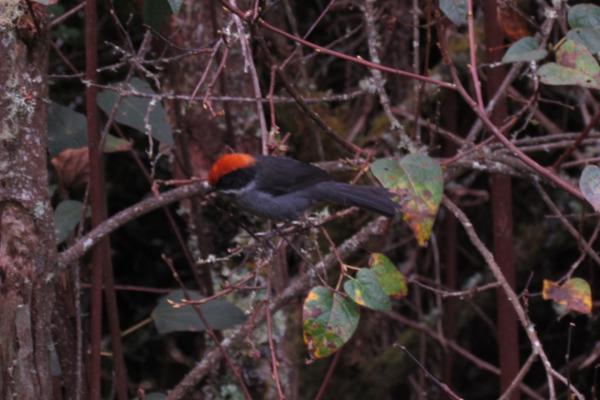 Slaty Brushfinch