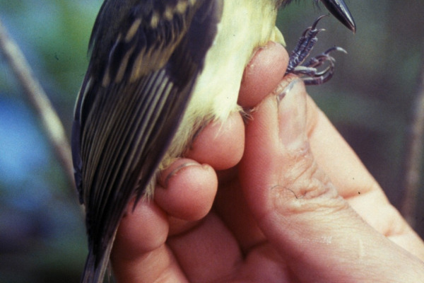 Slaty-capped Flycatcher