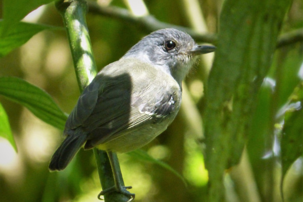 Slaty-capped Flycatcher