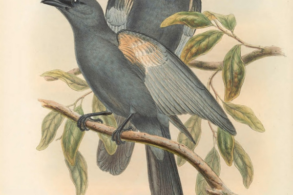 Slaty Cuckooshrike