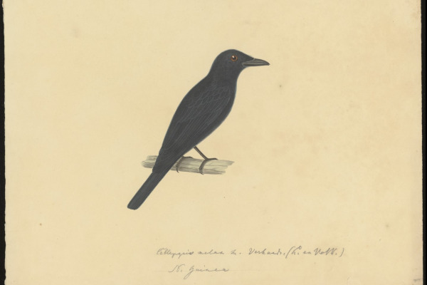 Slaty Cuckooshrike