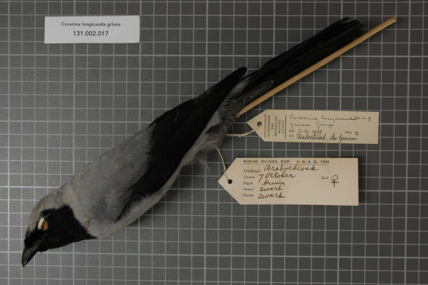 Slaty Cuckooshrike