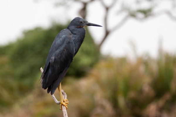 Slaty Egret