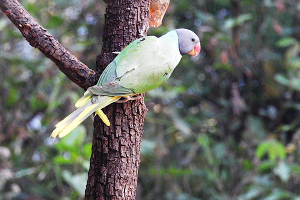 Slaty-headed Parakeet