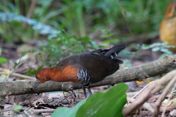 Slaty-legged Crake