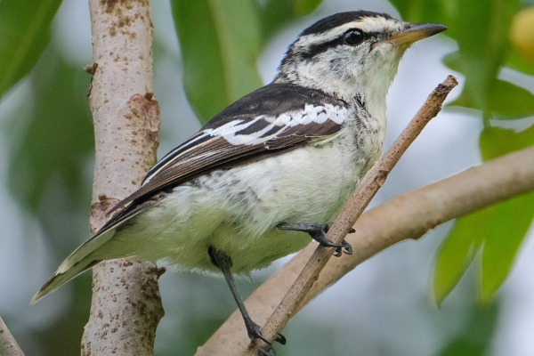 Slaty-mantled Monarch