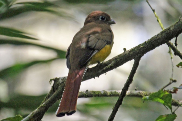 Slaty-tailed Trogon
