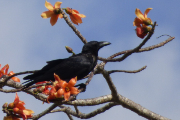 Slender-billed Crow