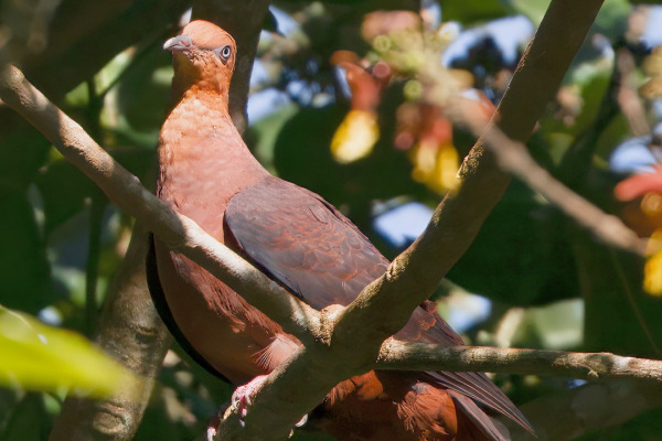 Slender-billed Cuckoo-Dove