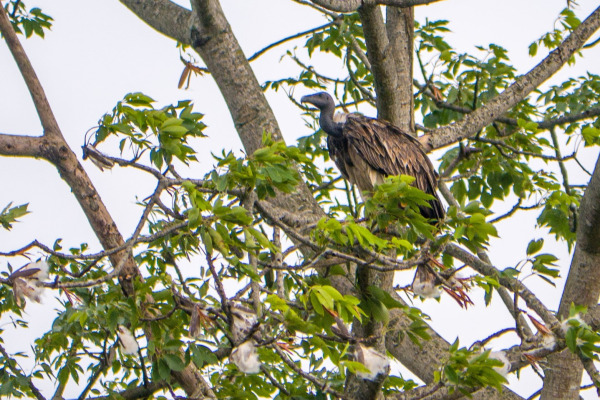 Slender-billed Vulture