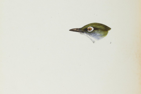 Slender-billed White-eye