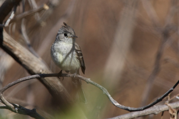 Slender Sheartail